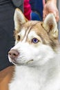 Portrait of young beautiful funny husky dog. Domestic pure bred siberian husky dog with pointy ears. Close up, multi-colored eyes.