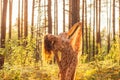 Portrait of young beautiful girl in summer dress in forest that dancing Royalty Free Stock Photo