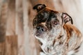 portrait of young beautiful pit bull dog at home Royalty Free Stock Photo