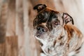 portrait of young beautiful pit bull dog at home