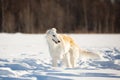 Young and beautiful russian borzoi dog or wolfhound standing on the snow in the field in winter Royalty Free Stock Photo