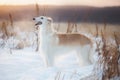 Portrait of Young and beautiful russian borzoi dog or wolfhound standing on the snow in the field in winter at sunset Royalty Free Stock Photo