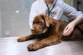 Portrait of young beautiful woman, doctor, veterinary examining a dog, chocolate labrador at vet clinic, indoors Royalty Free Stock Photo