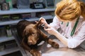 Portrait of young beautiful woman, doctor, veterinary examining a dog, chocolate labrador at vet clinic, indoors Royalty Free Stock Photo