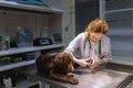 Portrait of young beautiful woman, doctor, veterinary examining a dog, chocolate labrador at vet clinic, indoors Royalty Free Stock Photo