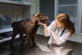 Portrait of young beautiful woman, doctor, veterinary examining a dog, chocolate labrador at vet clinic, indoors Royalty Free Stock Photo