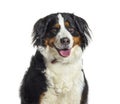 Portrait of a young Bernese mountain dog panting Royalty Free Stock Photo