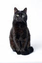 Portrait of a young black cat on white background Royalty Free Stock Photo