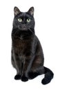 Portrait of a young black cat on white background Royalty Free Stock Photo