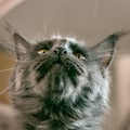 Portrait of a young black charming Maine Coon cat. Close-up. Beautiful long-haired Maine Coon cat
