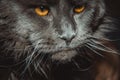 Portrait of a young black charming Maine Coon cat with orange eyes. Close-up. Beautiful long-haired Maine Coon cat