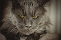 Portrait of a young black charming Maine Coon cat with orange eyes. Close-up. Beautiful long-haired Maine Coon cat