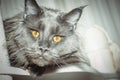 Portrait of a young black charming Maine Coon cat with orange eyes. Close-up. Beautiful long-haired Maine Coon cat