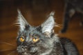 Portrait of a young black charming Maine Coon cat with orange eyes. Close-up. Beautiful long-haired Maine Coon cat