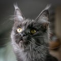 Portrait of a young black charming Maine Coon cat with orange eyes. Close-up.