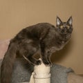 Portrait of a young black charming Maine Coon cat with orange eyes near the scratching post.