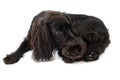 Portrait of young black cocker spaniel dog and a puppy persian cat Royalty Free Stock Photo