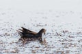 Portrait of young black coot or Fulica atra swimming in lake or pond Royalty Free Stock Photo