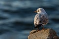 Portrait of a young black-hooded gull on a rock