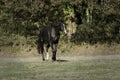 Black horse walking in a meadow Royalty Free Stock Photo