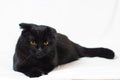 Portrait of a young black Scottish lop-eared cat Royalty Free Stock Photo