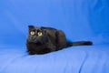 Portrait of a young black Scottish lop-eared cat with big eyes Royalty Free Stock Photo