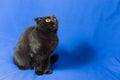 Portrait of a young black Scottish lop-eared cat with big eyes Royalty Free Stock Photo