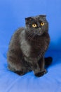 Portrait of a young black Scottish lop-eared cat Royalty Free Stock Photo