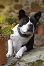 Portrait of young black and white female pit bull looking at camera with curious expression, funny Royalty Free Stock Photo