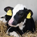 portrait of young black and white spotted calf in straw Royalty Free Stock Photo