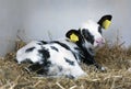 portrait of young black and white spotted calf Royalty Free Stock Photo