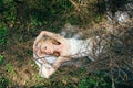 Portrait of young blond bride with veil that lies on earth under the branches and hands up