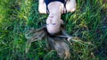 Portrait young blonde woman laying in the grass with long hair and blue eyes looking up happy up side down Royalty Free Stock Photo