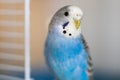 Portrait of a young, blue male budgerigar in a cage
