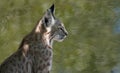 Portrait of a Young Bobcat Royalty Free Stock Photo