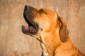 Portrait of young Boerboel dog