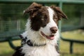 Portrait of a young border collie looking to the horizon