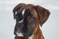 portrait of a young boxer puppy of tiger color. photo in winter on a snowy background Royalty Free Stock Photo