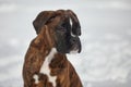 portrait of a young boxer puppy of tiger color. photo in winter on a snowy background Royalty Free Stock Photo