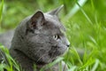 Portrait of young british cat siting in grass