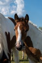 Portrait of young brown color colt with white mark on forehead Royalty Free Stock Photo