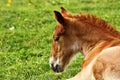 Portrait of young brown foal Royalty Free Stock Photo