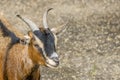 Portrait of young brown goat Royalty Free Stock Photo