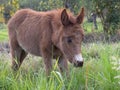 Portrait of a young brown hinny grazing in a filed