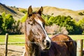 Portrait of a young brown horse behind a barb wire fence, California Royalty Free Stock Photo