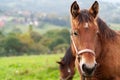 Portrait of young brown horse close up on pasture field Royalty Free Stock Photo