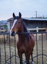 Portrait of young brown horse with white blaze behind metal fence Royalty Free Stock Photo