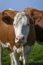 Portrait of a young brown spotted cow in the meadow