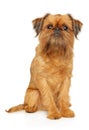 Portrait of a young Brussels Griffon