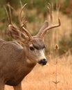 Portrait Of Young Buck